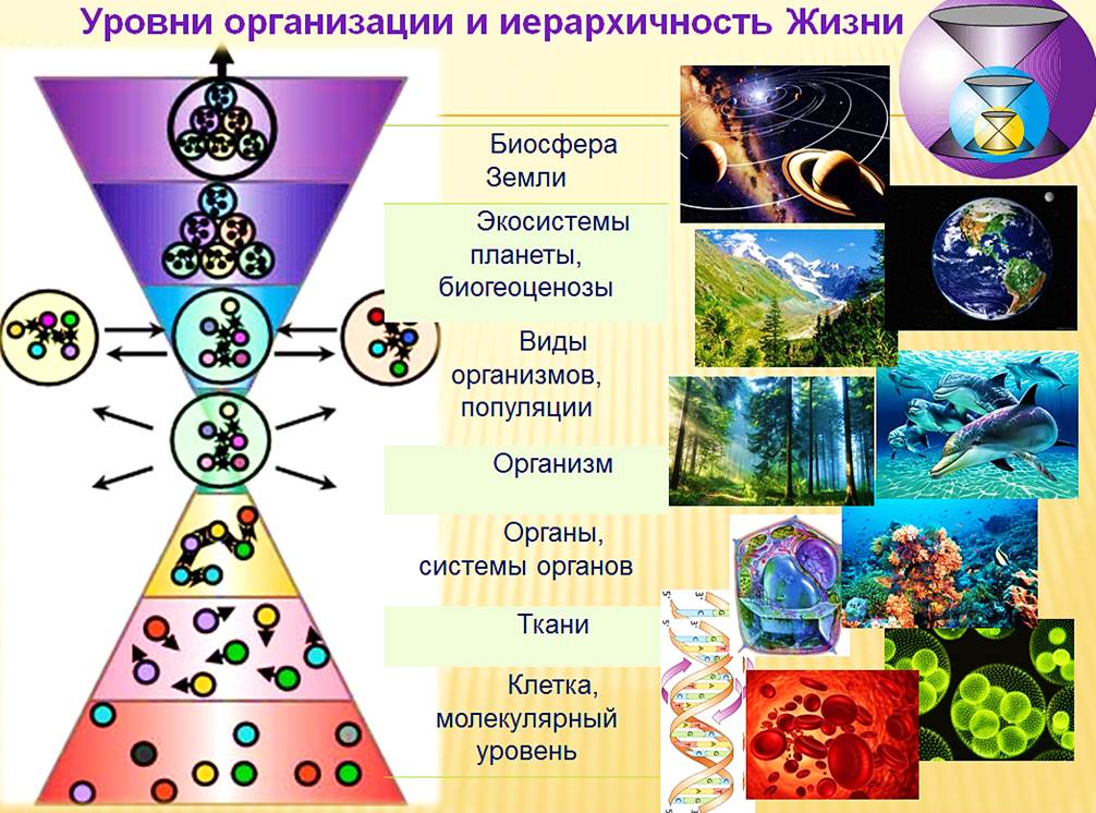 Система жизненных смыслов. Универсология. Система жизни. Универсология картинки. Иерархичность организма.